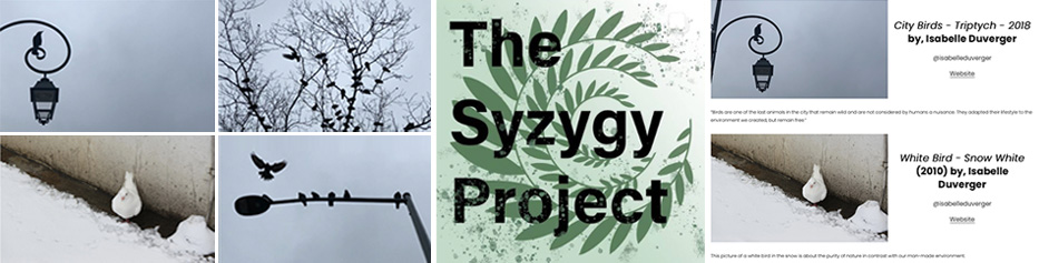 City Birds and White Bird Syzygy project City Birds and White Bird