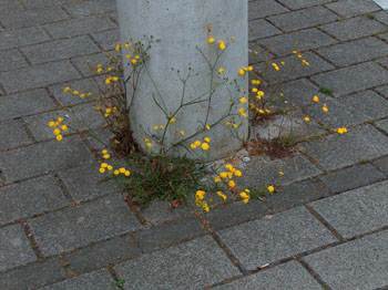 42nature_vs_culture
