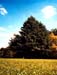 02arbre_web